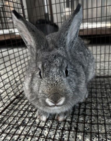 WENDY - Shorthaired Rabbit available for adoption