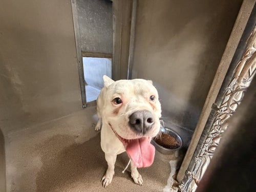 GUERO - Pit Bull Terrier available for adoption