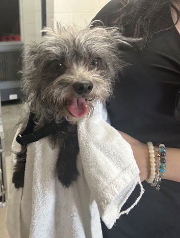 SPRUCE - Terrier available for adoption