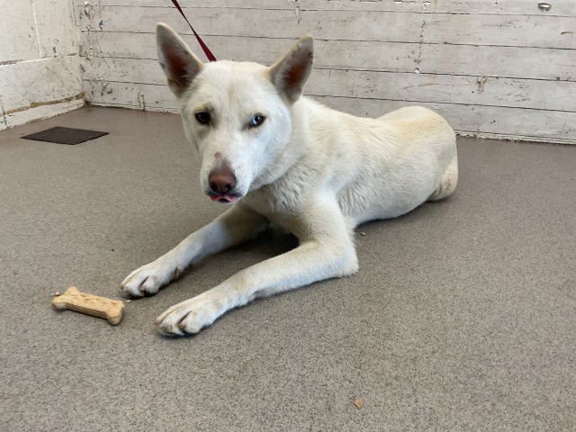 IZZY - Siberian Husky available for adoption