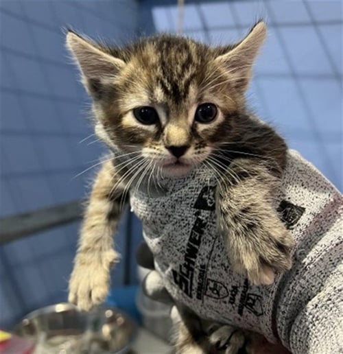 GRACE - Domestic Short Hair available for adoption
