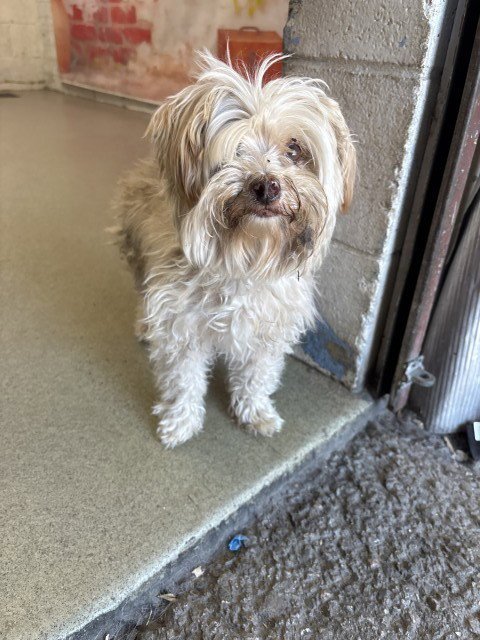 MAY - Poodle (Miniature) / Maltese available for adoption