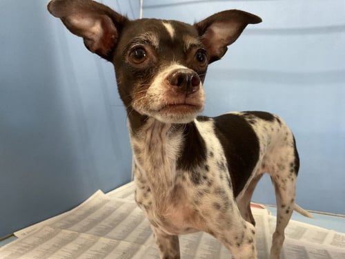 FAITH - Chihuahua available for adoption