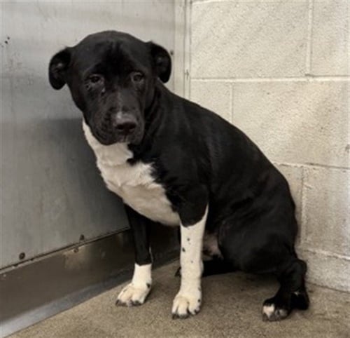 CONCHA - Labrador Retriever available for adoption