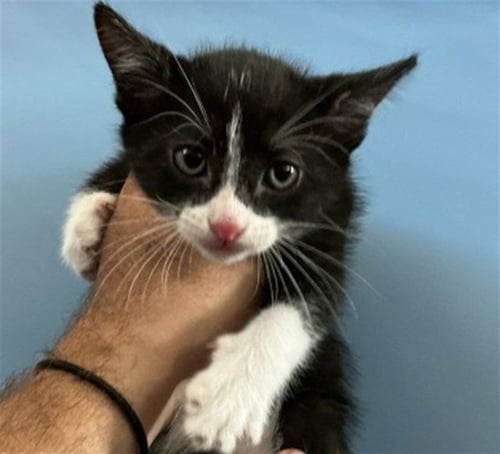 GRANT - Domestic Short Hair available for adoption