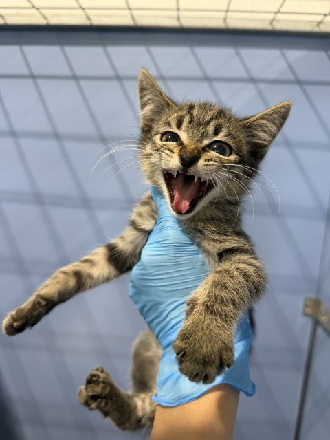 MONTY Image