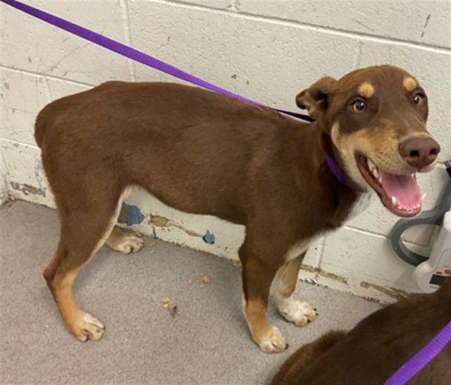 DOROTHY - Doberman Pinscher / Siberian Husky available for adoption