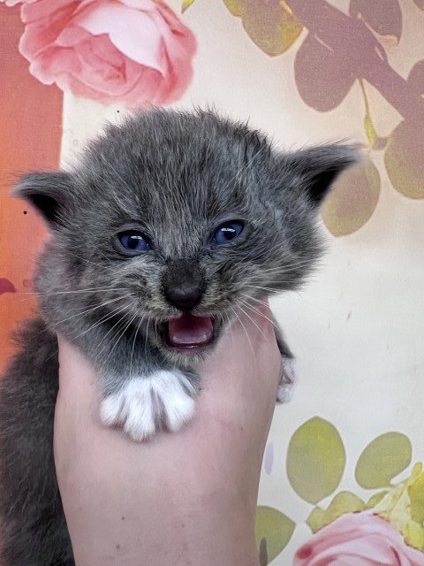 JUDE - Domestic Medium Hair for adoption in San Bernardino