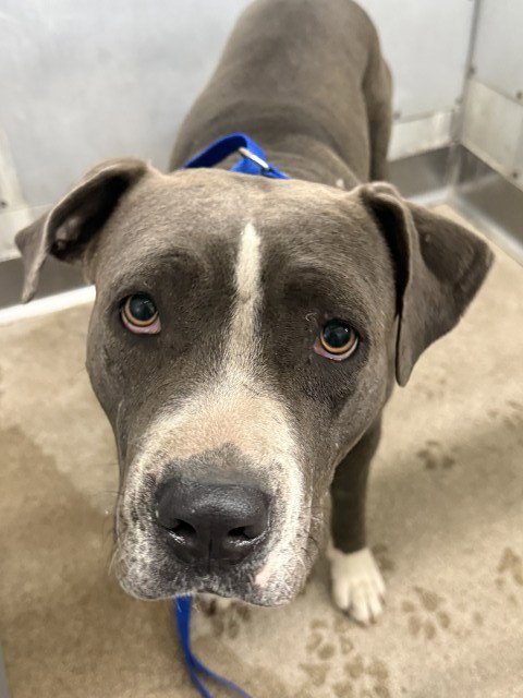 LULU - Pit Bull Terrier available for adoption