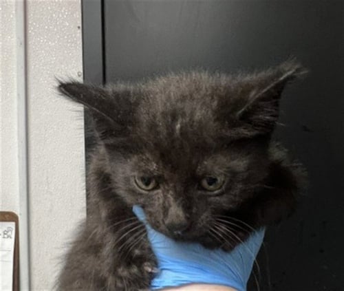 LARRY - Domestic Long Hair available for adoption