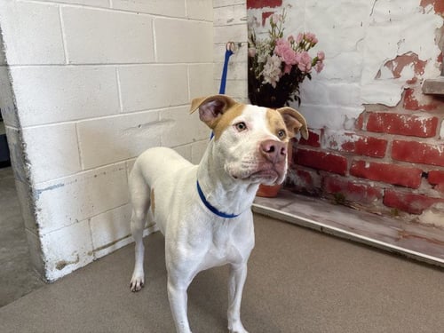 MAX - Pit Bull Terrier available for adoption