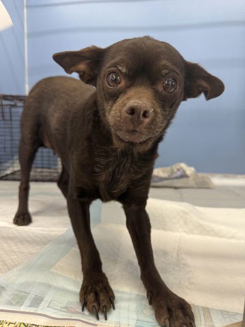 COCO - Chihuahua available for adoption