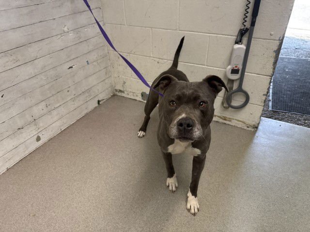 TRIXIE - Pit Bull Terrier available for adoption