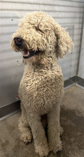 JUNIPER - Poodle (Standard) available for adoption