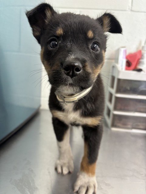 GAYLE - German Shepherd Dog available for adoption