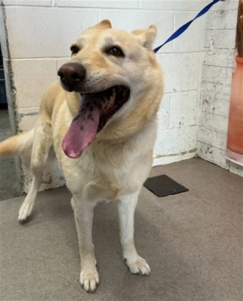 GIGI - Labrador Retriever available for adoption
