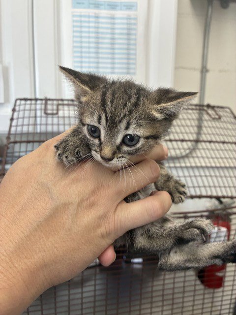 CARINA - Domestic Short Hair available for adoption