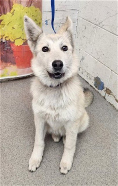 ANGELCAKE - Siberian Husky available for adoption