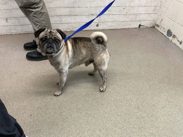 SCOOTER - Pug available for adoption
