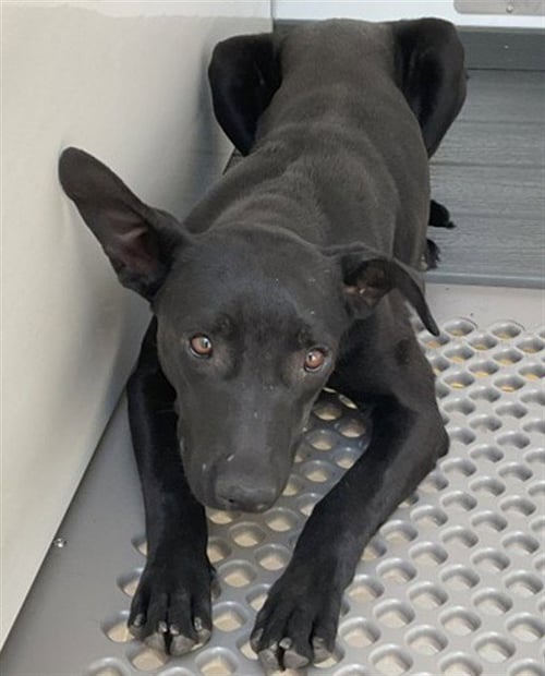 SOMBRA - Labrador Retriever available for adoption