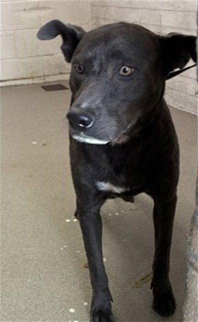 SALLY - Labrador Retriever / Pit Bull Terrier available for adoption