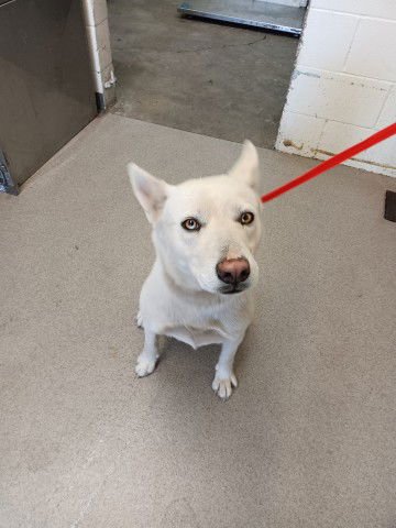 JUNO - Siberian Husky available for adoption