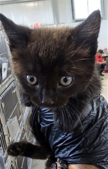 LADY MEOWMEOW - Domestic Short Hair available for adoption
