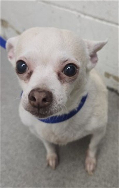 LOURDES - Chihuahua available for adoption