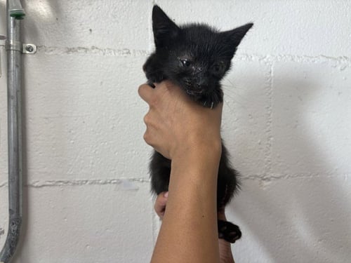 FIONA - Domestic Short Hair available for adoption