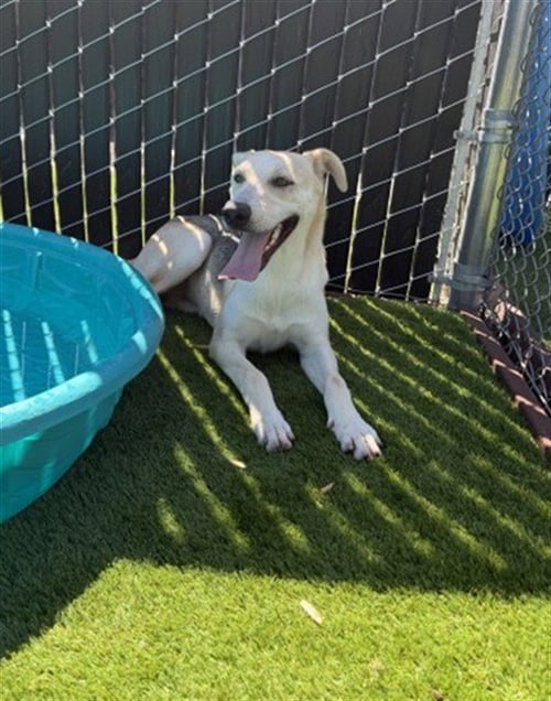 LENNON - German Shepherd Dog for adoption in San Bernardino