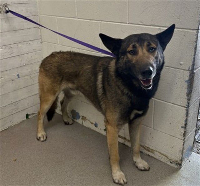 BENNY - German Shepherd Dog available for adoption