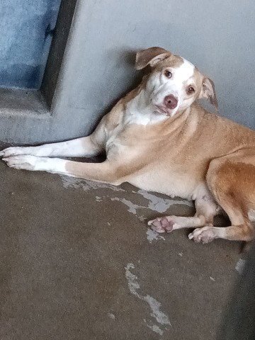 SADIE - Pit Bull Terrier available for adoption