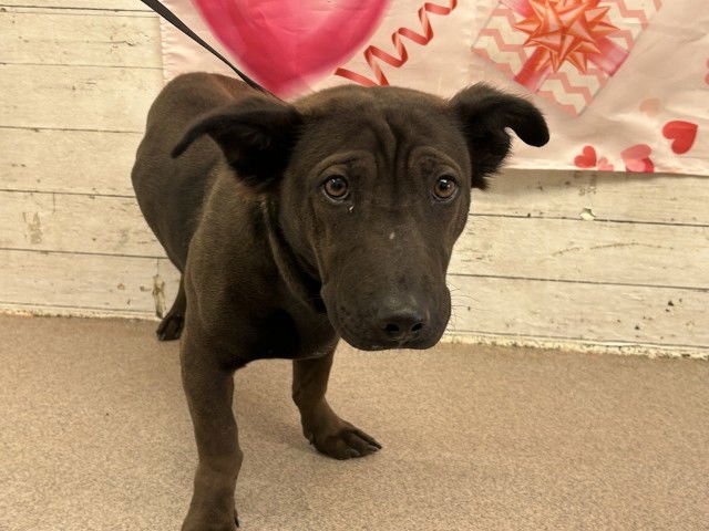 PIPPIN - Chinese Shar-Pei available for adoption