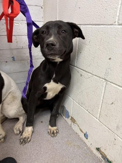 OLIVIA - Labrador Retriever available for adoption