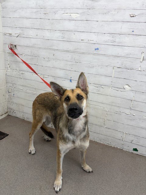 LOUISE - German Shepherd Dog available for adoption