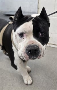 HERCULES - Photo 1