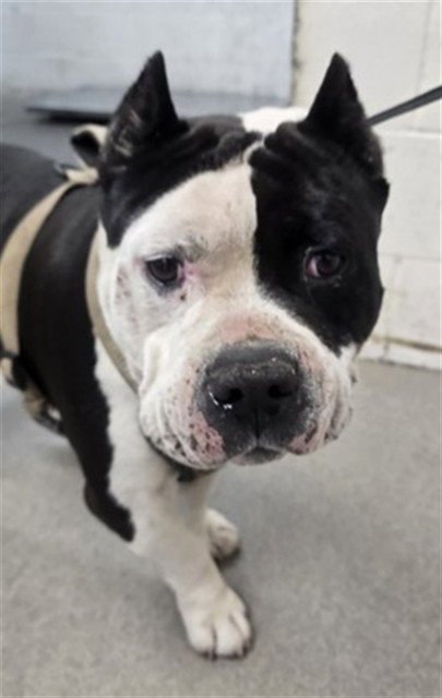 HERCULES - Bulldog available for adoption