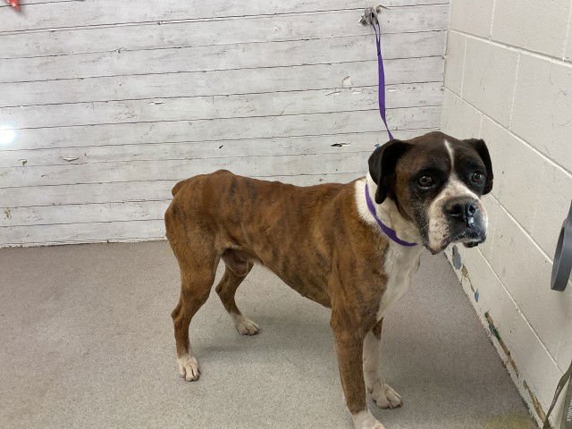 ISAIAH - Boxer available for adoption