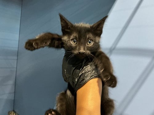 COOKIE BUTTER - Domestic Short Hair available for adoption