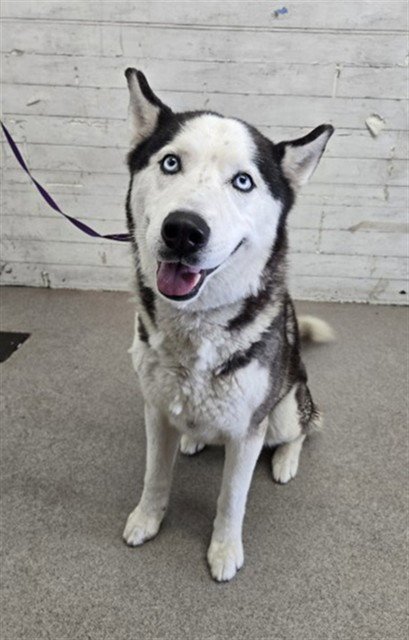 ROMANO - Siberian Husky available for adoption