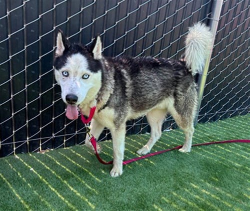 ROMANO - Siberian Husky available for adoption