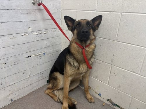 IVY - German Shepherd Dog available for adoption