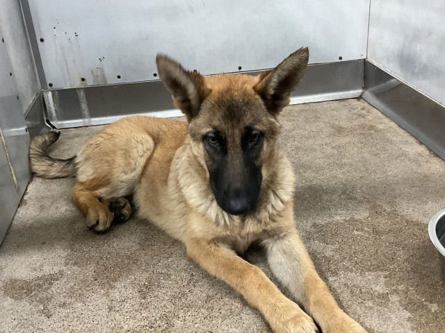 ROSE - Belgian Shepherd Malinois available for adoption