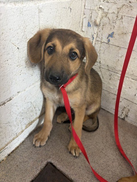 LEO - German Shepherd Dog available for adoption