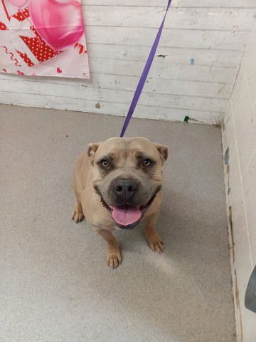 BETTY - Pit Bull Terrier available for adoption