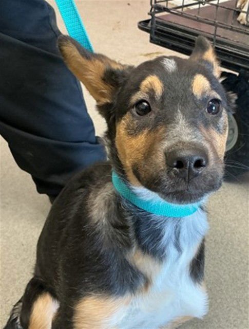 CARLTON - German Shepherd Dog available for adoption