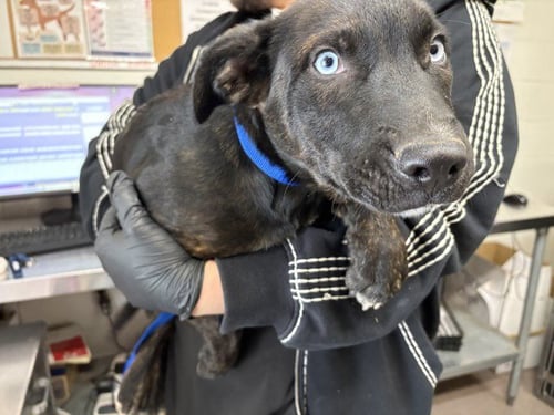 LEXI - German Shepherd Dog available for adoption