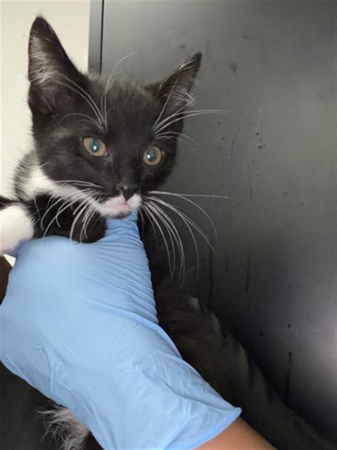 JASPER - Domestic Short Hair available for adoption