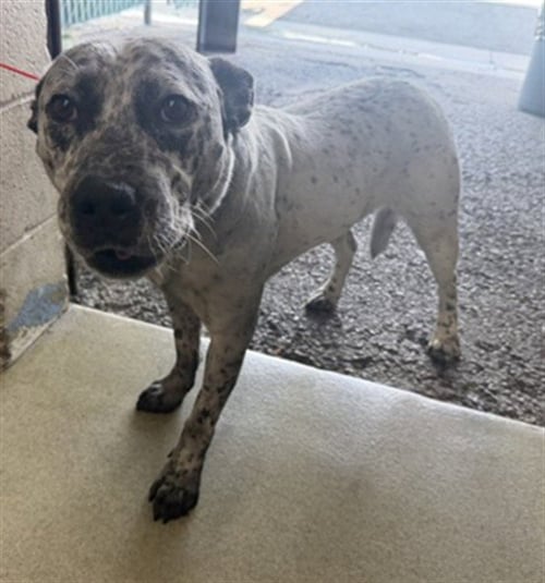 BENNY - Pit Bull Terrier available for adoption