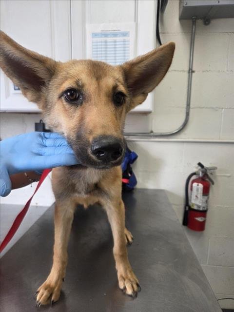 GENIE - German Shepherd Dog available for adoption